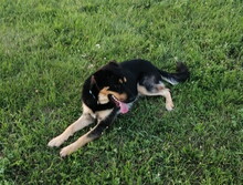 GOROS98, Hund, Mischlingshund in Slowakische Republik - Bild 2