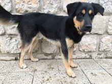 GOROS98, Hund, Mischlingshund in Slowakische Republik - Bild 4