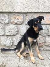 GOROS98, Hund, Mischlingshund in Slowakische Republik - Bild 5