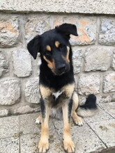 GOROS98, Hund, Mischlingshund in Slowakische Republik - Bild 9