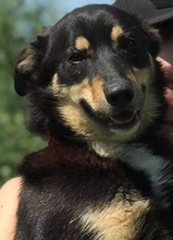PEDRO, Hund, Mischlingshund in Slowakische Republik - Bild 10