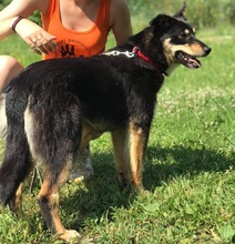 PEDRO, Hund, Mischlingshund in Slowakische Republik - Bild 11
