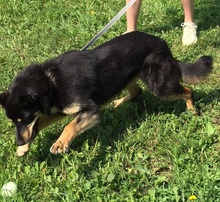 PEDRO, Hund, Mischlingshund in Slowakische Republik - Bild 7