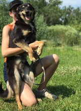PEDRO, Hund, Mischlingshund in Slowakische Republik - Bild 8