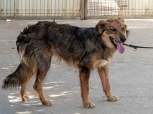 SOUL, Hund, Hütehund-Mix in Spanien - Bild 2