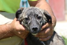 BELUGI, Hund, Mischlingshund in Rumänien - Bild 1