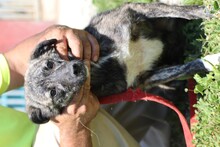 BELUGI, Hund, Mischlingshund in Rumänien - Bild 3