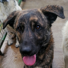 OBI, Hund, Mischlingshund in Kroatien - Bild 1