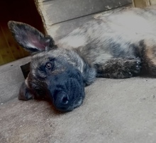 OBI, Hund, Mischlingshund in Kroatien - Bild 10