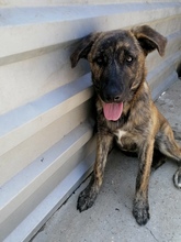 OBI, Hund, Mischlingshund in Kroatien - Bild 11
