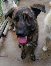 OBI, Hund, Mischlingshund in Kroatien - Bild 2