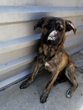 OBI, Hund, Mischlingshund in Kroatien - Bild 6