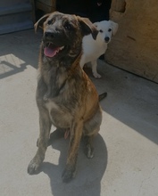 OBI, Hund, Mischlingshund in Kroatien - Bild 8