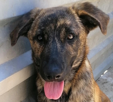 OBI, Hund, Mischlingshund in Kroatien - Bild 9