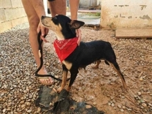 PIKI, Hund, Ratonero Bodeguero Andaluz-Mix in Spanien - Bild 10