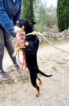PIKI, Hund, Ratonero Bodeguero Andaluz-Mix in Spanien - Bild 4
