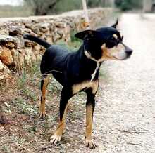 PIKI, Hund, Ratonero Bodeguero Andaluz-Mix in Spanien - Bild 7