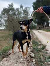 PIKI, Hund, Ratonero Bodeguero Andaluz-Mix in Spanien - Bild 9