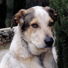 TOBITO, Hund, Mischlingshund in Spanien - Bild 1