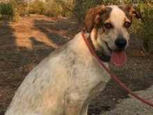 TOBITO, Hund, Mischlingshund in Spanien - Bild 12