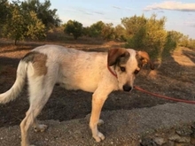 TOBITO, Hund, Mischlingshund in Spanien - Bild 13