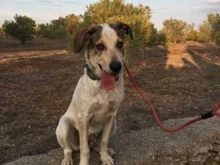 TOBITO, Hund, Mischlingshund in Spanien - Bild 14
