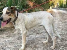 TOBITO, Hund, Mischlingshund in Spanien - Bild 15