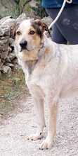 TOBITO, Hund, Mischlingshund in Spanien - Bild 2