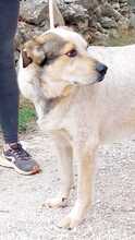 TOBITO, Hund, Mischlingshund in Spanien - Bild 3