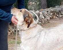 TOBITO, Hund, Mischlingshund in Spanien - Bild 4