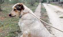 TOBITO, Hund, Mischlingshund in Spanien - Bild 5