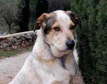 TOBITO, Hund, Mischlingshund in Spanien - Bild 6