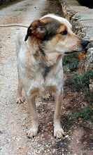 TOBITO, Hund, Mischlingshund in Spanien - Bild 7