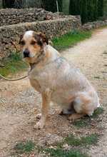 TOBITO, Hund, Mischlingshund in Spanien - Bild 8