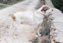 TOBITO, Hund, Mischlingshund in Spanien - Bild 9