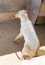 BEA, Hund, Mischlingshund in Italien - Bild 4