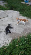 NANO, Katze, Hauskatze in Rumänien - Bild 3