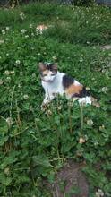 LULU, Katze, Hauskatze in Rumänien - Bild 3