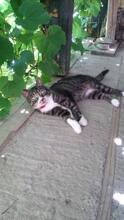 SOPHIE, Katze, Hauskatze in Rumänien - Bild 2