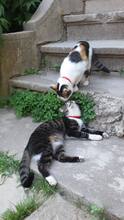 SOPHIE, Katze, Hauskatze in Rumänien - Bild 3
