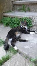 SOPHIE, Katze, Hauskatze in Rumänien - Bild 4