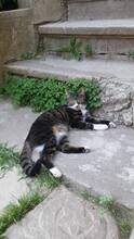 SOPHIE, Katze, Hauskatze in Rumänien - Bild 6