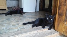 GRIDO, Katze, Hauskatze in Rumänien - Bild 1