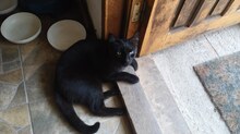 GRIDO, Katze, Hauskatze in Rumänien - Bild 2