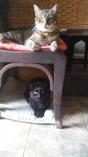 GRIDO, Katze, Hauskatze in Rumänien - Bild 3