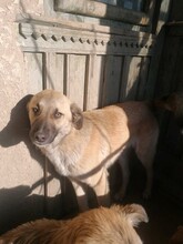CONNOR, Hund, Mischlingshund in Rumänien - Bild 1