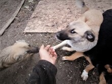 CONNOR, Hund, Mischlingshund in Rumänien - Bild 10