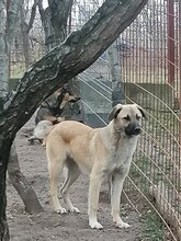 CONNOR, Hund, Mischlingshund in Rumänien - Bild 11