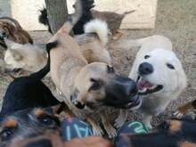 CONNOR, Hund, Mischlingshund in Rumänien - Bild 12