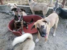CONNOR, Hund, Mischlingshund in Rumänien - Bild 13